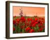 Field of Poppies on a Sunset-Zeljko Radojko-Framed Photographic Print