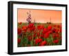 Field of Poppies on a Sunset-Zeljko Radojko-Framed Photographic Print