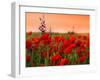 Field of Poppies on a Sunset-Zeljko Radojko-Framed Photographic Print