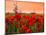 Field of Poppies on a Sunset-Zeljko Radojko-Mounted Photographic Print