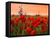 Field of Poppies on a Sunset-Zeljko Radojko-Framed Stretched Canvas