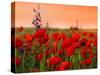Field of Poppies on a Sunset-Zeljko Radojko-Stretched Canvas