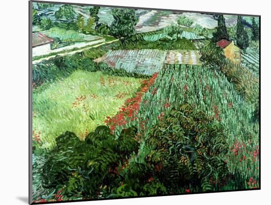 Field of Poppies, Saint-Remy, c.1889-Vincent van Gogh-Mounted Giclee Print