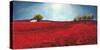 Field of poppies-Philip Bloom-Stretched Canvas