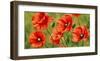 Field of Poppies-Luca Villa-Framed Art Print