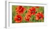 Field of Poppies-Luca Villa-Framed Art Print