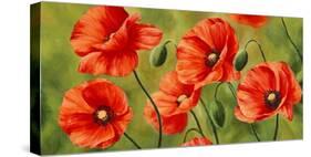 Field of Poppies-Luca Villa-Stretched Canvas