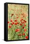 Field of poppies-Jim Engelbrecht-Framed Stretched Canvas
