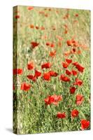 Field of poppies-Jim Engelbrecht-Stretched Canvas