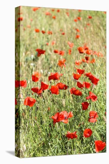 Field of poppies-Jim Engelbrecht-Stretched Canvas