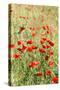 Field of poppies-Jim Engelbrecht-Stretched Canvas