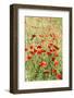 Field of poppies-Jim Engelbrecht-Framed Photographic Print