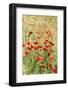 Field of poppies-Jim Engelbrecht-Framed Photographic Print