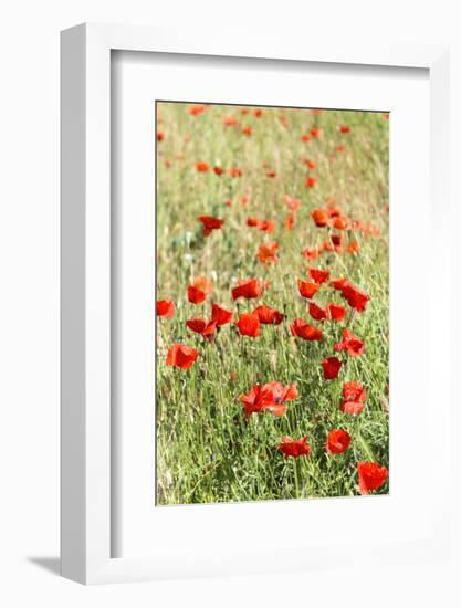 Field of poppies-Jim Engelbrecht-Framed Photographic Print