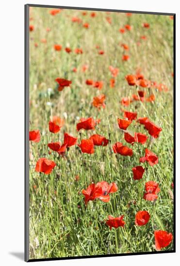 Field of poppies-Jim Engelbrecht-Mounted Photographic Print