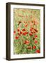 Field of poppies-Jim Engelbrecht-Framed Photographic Print