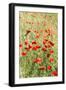 Field of poppies-Jim Engelbrecht-Framed Photographic Print