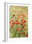 Field of poppies-Jim Engelbrecht-Framed Photographic Print