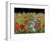 Field Of Poppies-Bill Makinson-Framed Giclee Print
