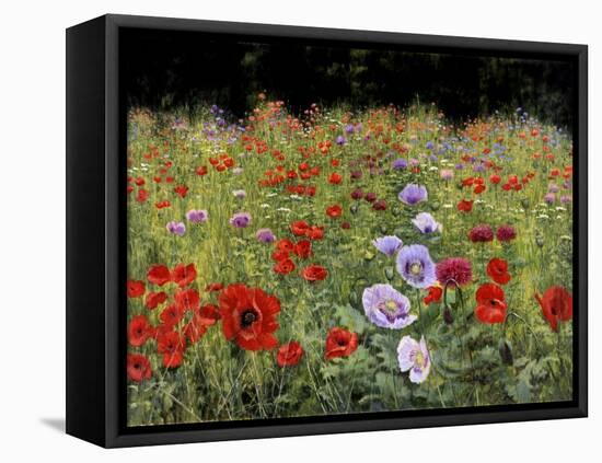 Field Of Poppies-Bill Makinson-Framed Stretched Canvas