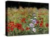 Field Of Poppies-Bill Makinson-Stretched Canvas