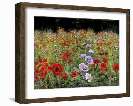 Field Of Poppies-Bill Makinson-Framed Giclee Print