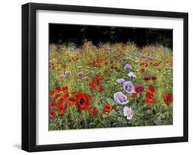 Field Of Poppies-Bill Makinson-Framed Giclee Print