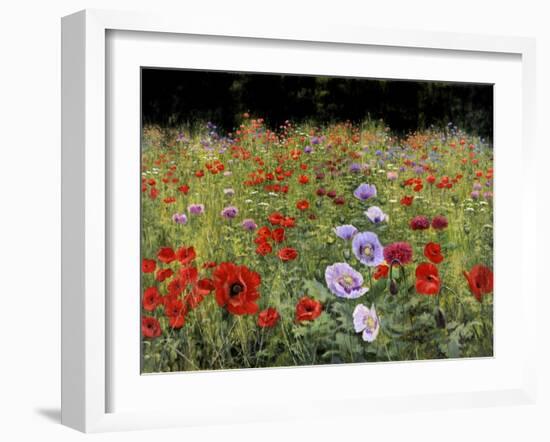 Field Of Poppies-Bill Makinson-Framed Giclee Print