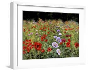 Field Of Poppies-Bill Makinson-Framed Giclee Print