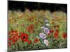 Field Of Poppies-Bill Makinson-Mounted Giclee Print