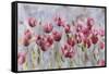 Field of Poppies-li bo-Framed Stretched Canvas