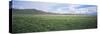 Field of Potato Crops, Idaho, USA-null-Stretched Canvas