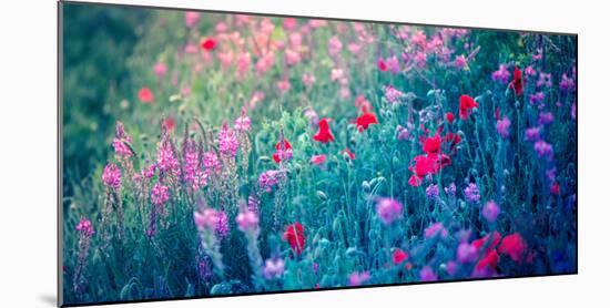 Field of Purple Flowers-Inguna Plume-Mounted Photographic Print