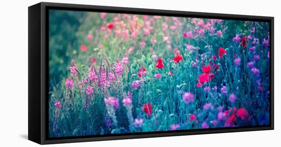 Field of Purple Flowers-Inguna Plume-Framed Stretched Canvas