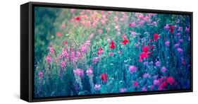 Field of Purple Flowers-Inguna Plume-Framed Stretched Canvas