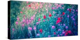 Field of Purple Flowers-Inguna Plume-Stretched Canvas