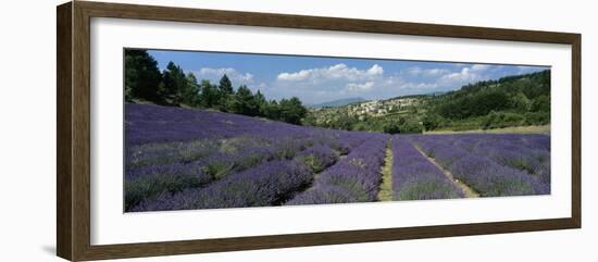 Field of purple lavender below the village of Aurel, Aurel, Vaucluse Department-Stuart Black-Framed Photographic Print