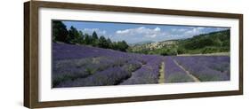 Field of purple lavender below the village of Aurel, Aurel, Vaucluse Department-Stuart Black-Framed Photographic Print