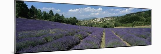 Field of purple lavender below the village of Aurel, Aurel, Vaucluse Department-Stuart Black-Mounted Photographic Print