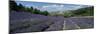 Field of purple lavender below the village of Aurel, Aurel, Vaucluse Department-Stuart Black-Mounted Photographic Print