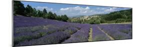 Field of purple lavender below the village of Aurel, Aurel, Vaucluse Department-Stuart Black-Mounted Photographic Print