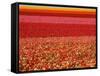 Field of Ranunculus Flowers at Carlsbad Ranch in San Diego, California-Joseph Sohm-Framed Stretched Canvas