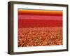 Field of Ranunculus Flowers at Carlsbad Ranch in San Diego, California-Joseph Sohm-Framed Photographic Print