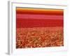 Field of Ranunculus Flowers at Carlsbad Ranch in San Diego, California-Joseph Sohm-Framed Photographic Print