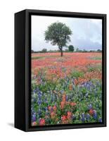 Field of Red and Blue Flowers-Jim Zuckerman-Framed Stretched Canvas