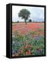 Field of Red and Blue Flowers-Jim Zuckerman-Framed Stretched Canvas