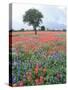 Field of Red and Blue Flowers-Jim Zuckerman-Stretched Canvas
