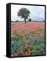 Field of Red and Blue Flowers-Jim Zuckerman-Framed Stretched Canvas