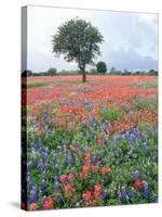 Field of Red and Blue Flowers-Jim Zuckerman-Stretched Canvas