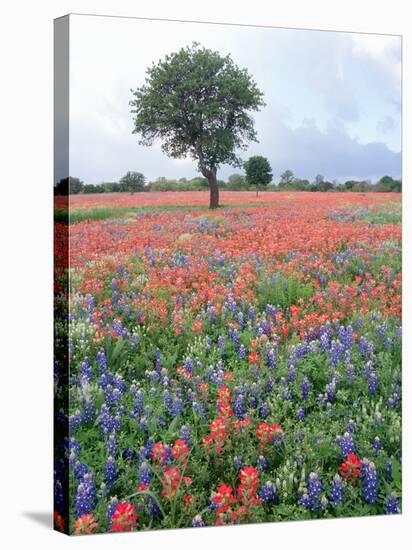 Field of Red and Blue Flowers-Jim Zuckerman-Stretched Canvas